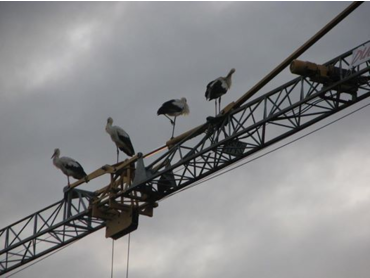 charpentes Duchêne-Arbois-Jura